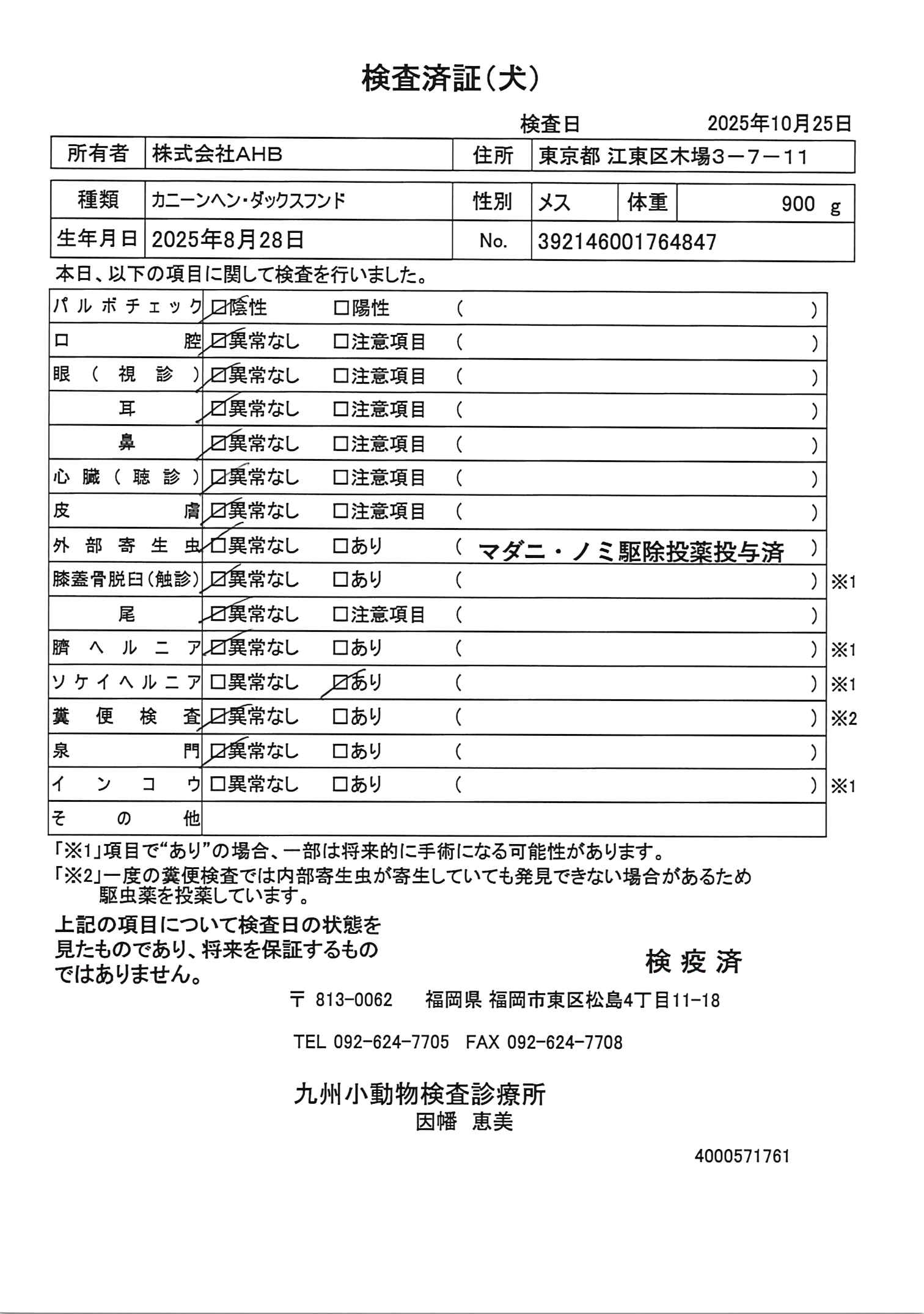 カニーンヘン・ダックスフンド