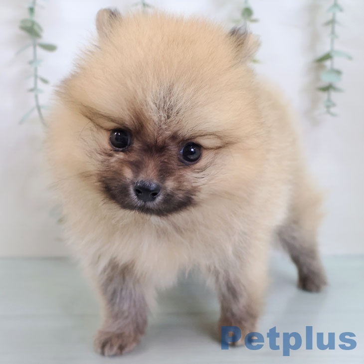 熊本県のポメラニアン (ペットプラス 熊本店/2025年8月28日生まれ/男の子/オレンジ)の子犬の1枚目の画像