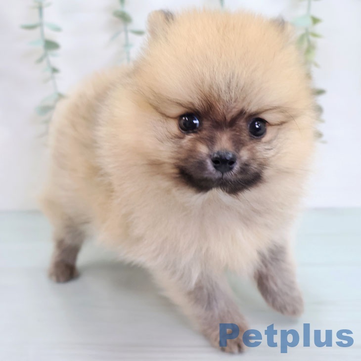 熊本県のポメラニアン (ペットプラス 熊本店/2025年8月28日生まれ/男の子/オレンジ)の子犬の2枚目の画像