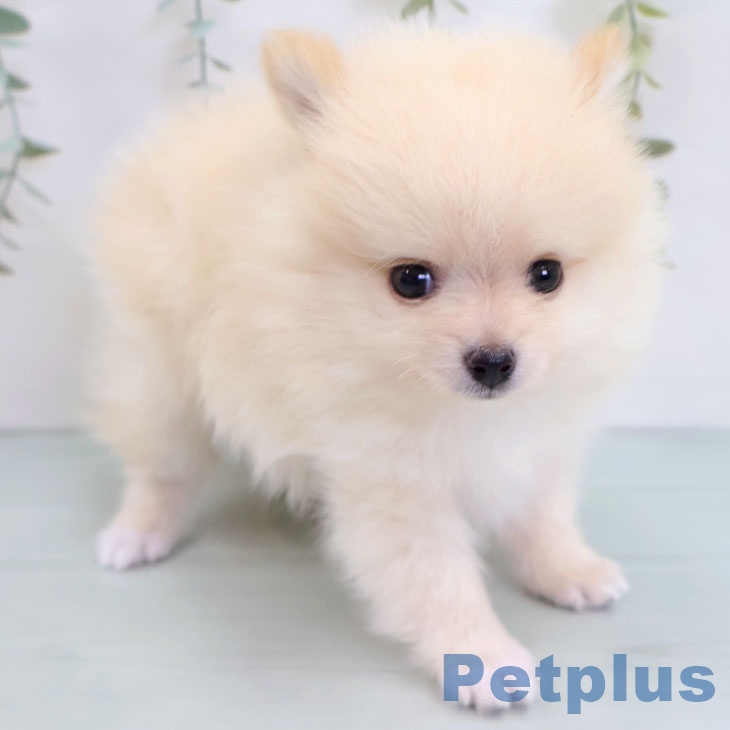 ポメラニアンの写真2