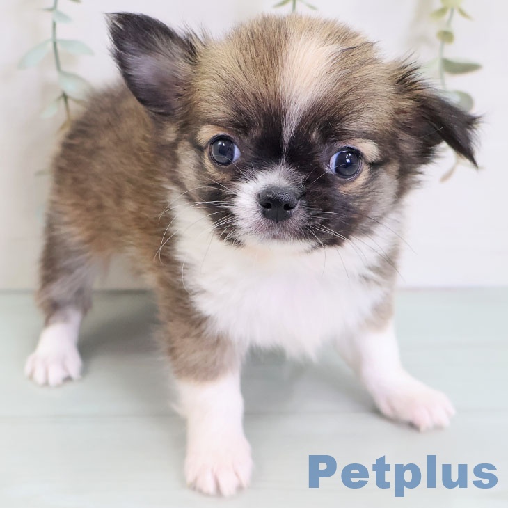 福岡県のチワワ(ロング) (ペットプラス 香椎浜店/2025年8月28日生まれ/男の子/レッドホワイト)の子犬の1枚目の画像