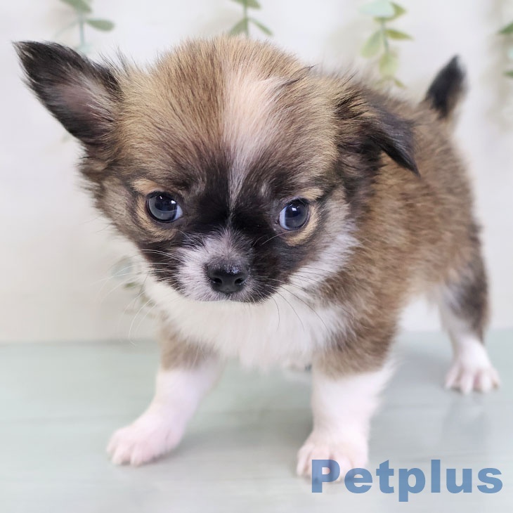 福岡県のチワワ(ロング) (ペットプラス 香椎浜店/2025年8月28日生まれ/男の子/レッドホワイト)の子犬の2枚目の画像