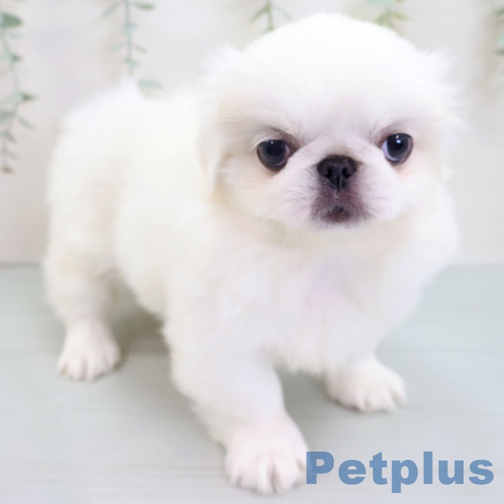 福岡県のペキニーズ (ペットプラス 小倉南店/2025年8月27日生まれ/女の子/ホワイト)の子犬の1枚目の画像
