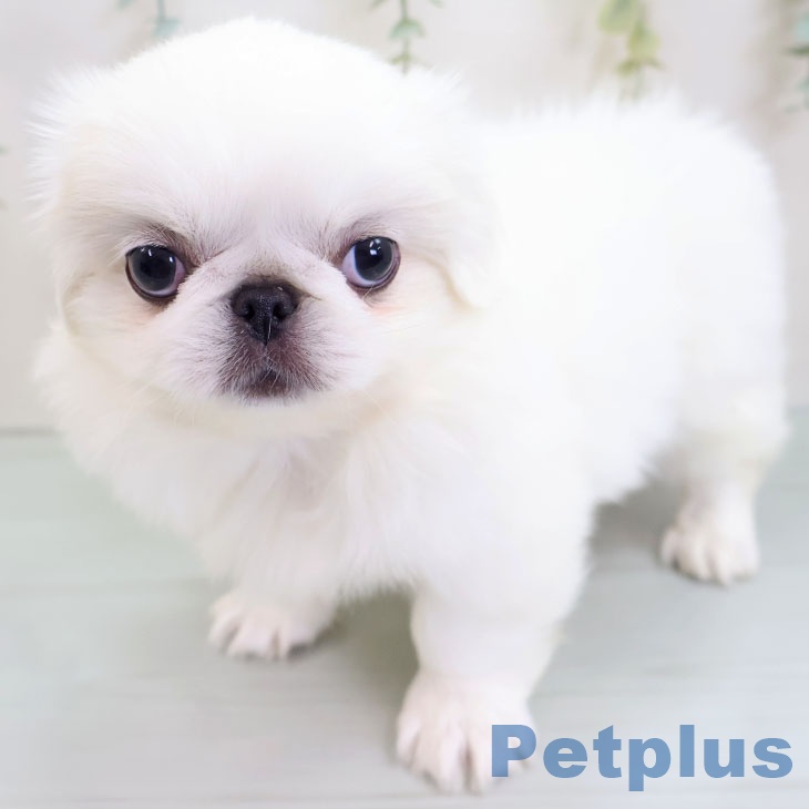 福岡県のペキニーズ (ペットプラス 小倉南店/2025年8月27日生まれ/女の子/ホワイト)の子犬の2枚目の画像