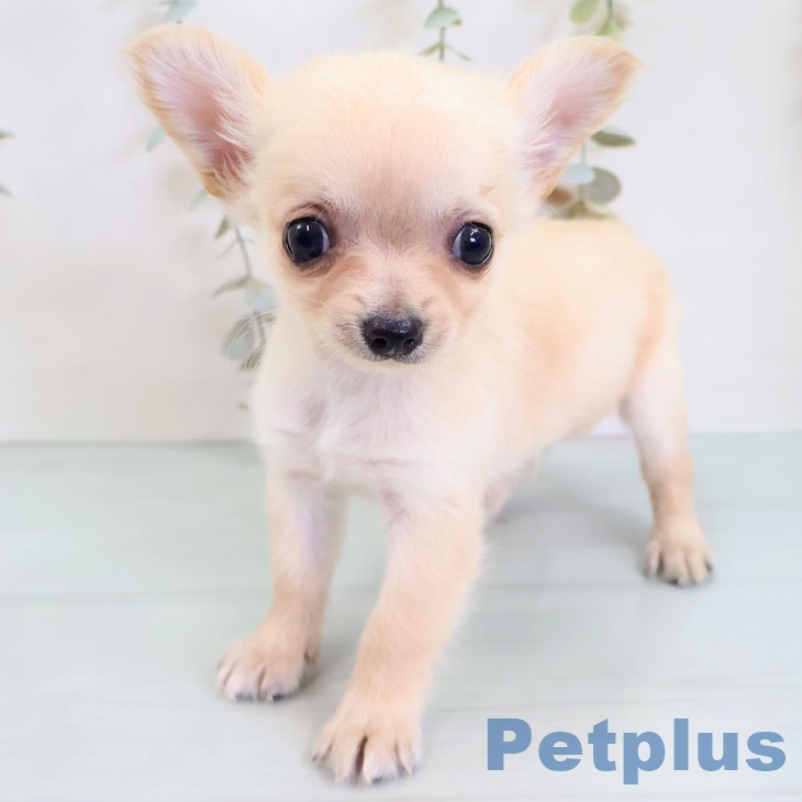 福岡県のチワワ(ロング) (ペットプラス 香椎浜店/2025年8月28日生まれ/男の子/クリーム)の子犬の1枚目の画像