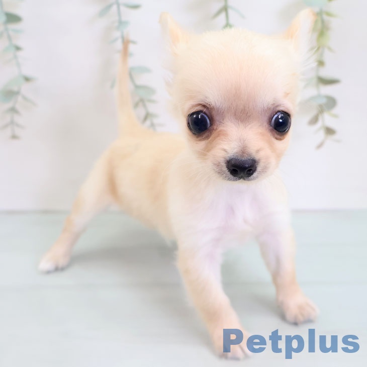 福岡県のチワワ(ロング) (ペットプラス 香椎浜店/2025年8月28日生まれ/男の子/クリーム)の子犬の2枚目の画像