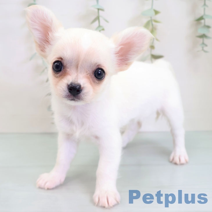 福岡県のチワワ(ロング) (ペットプラス 福岡店/2025年8月28日生まれ/女の子/ホワイトクリーム)の子犬の1枚目の画像