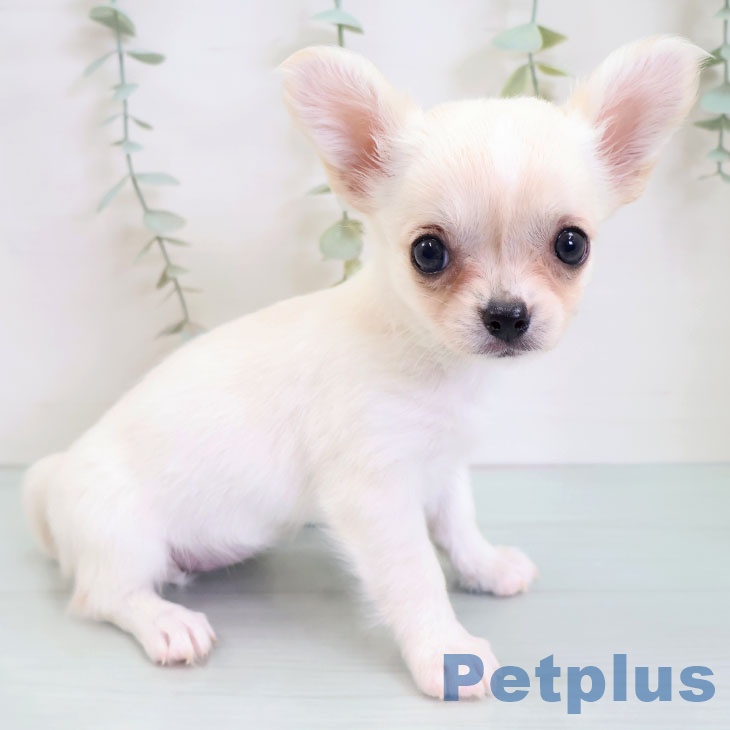 福岡県のチワワ(ロング) (ペットプラス 福岡店/2025年8月28日生まれ/女の子/ホワイトクリーム)の子犬の2枚目の画像