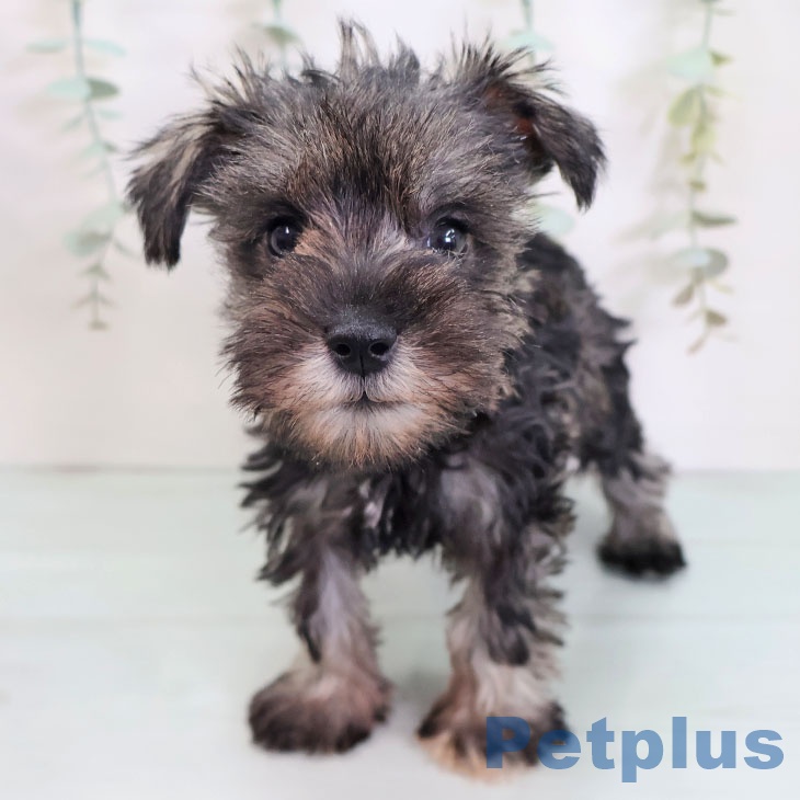 ミニチュア・シュナウザー