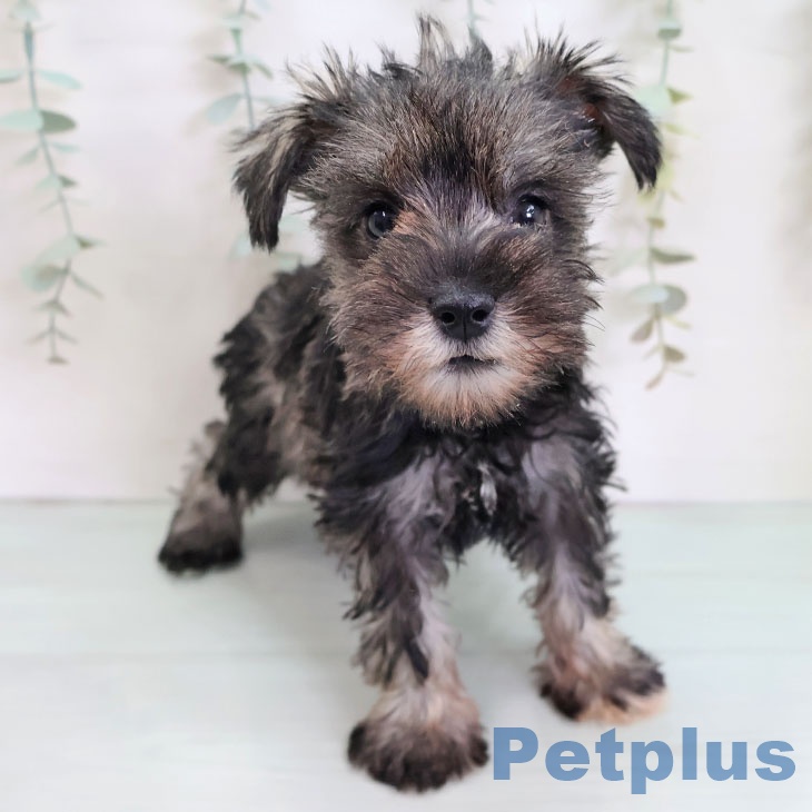 熊本県のミニチュアシュナウザー (ペットプラス 熊本店/2025年8月28日生まれ/女の子/ソルトペッパー)の子犬の2枚目の画像