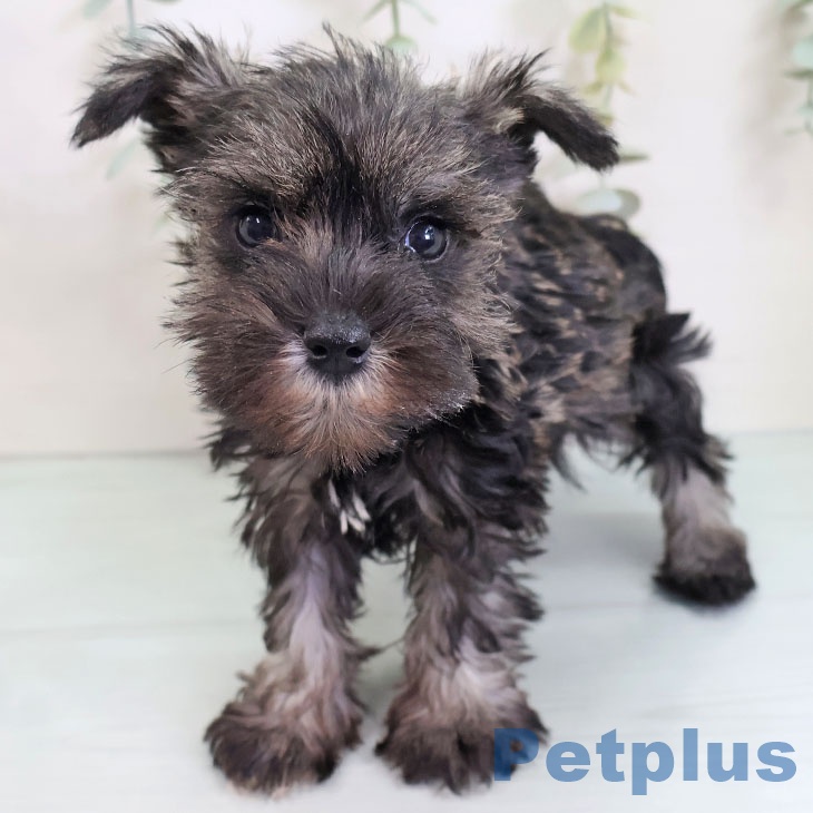 福岡県のミニチュアシュナウザー (ペットプラス 春日店/2025年8月28日生まれ/女の子/ソルトペッパー)の子犬の1枚目の画像
