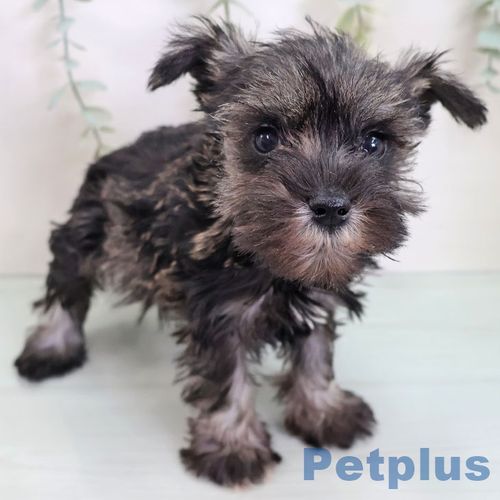 福岡県のミニチュアシュナウザー (ペットプラス 春日店/2025年8月28日生まれ/女の子/ソルトペッパー)の子犬の2枚目の画像