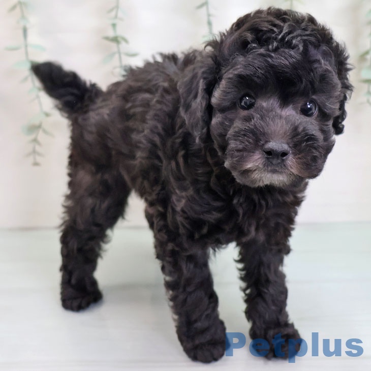 トイ・プードル