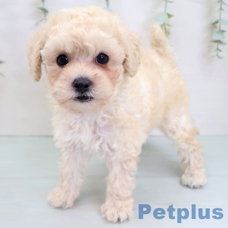 トイ・プードル