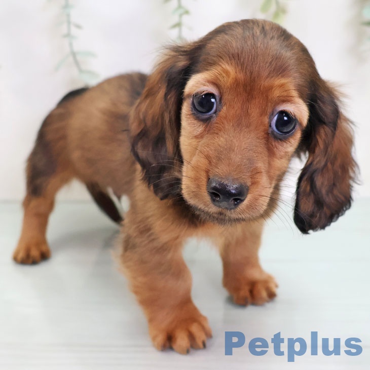 カニーンヘン・ダックスフンド