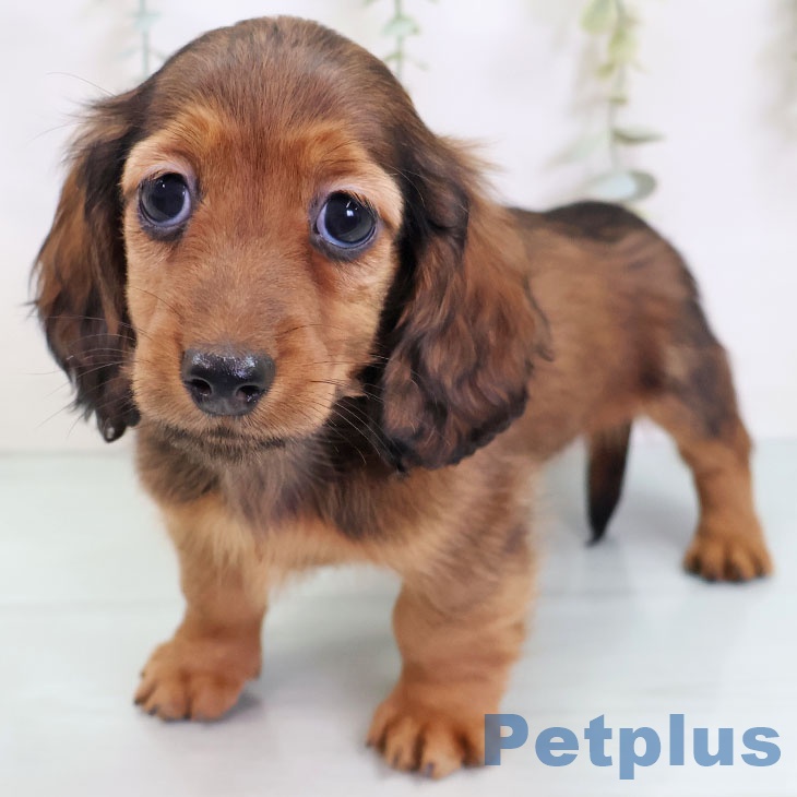 カニーンヘン・ダックスフンドの写真2