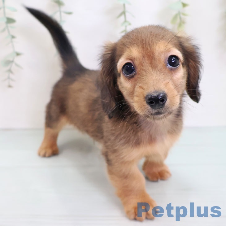 長野県のカニンヘンダックスフンド(ロング) (ペットプラス 松本店/2025年8月23日生まれ/男の子/レッド)の子犬の2枚目の画像