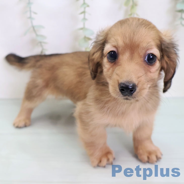 福岡県のカニンヘンダックスフンド(ロング) (ペットプラス 八幡東店/2025年8月23日生まれ/女の子/シェーデットイエロー)の子犬の1枚目の画像