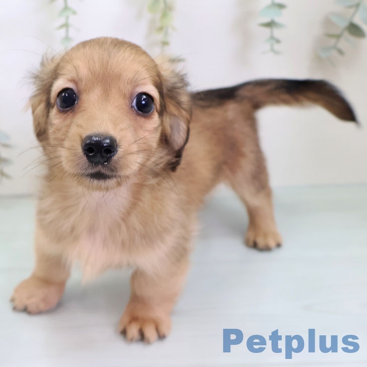 福岡県のカニンヘンダックスフンド(ロング) (ペットプラス 八幡東店/2025年8月23日生まれ/女の子/シェーデットイエロー)の子犬の2枚目の画像