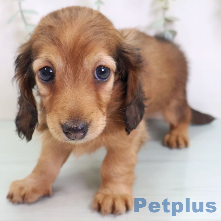 カニーンヘン・ダックスフンド