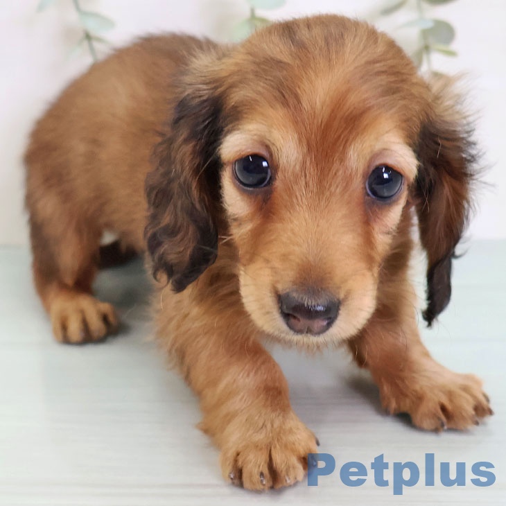 カニーンヘン・ダックスフンドの写真2