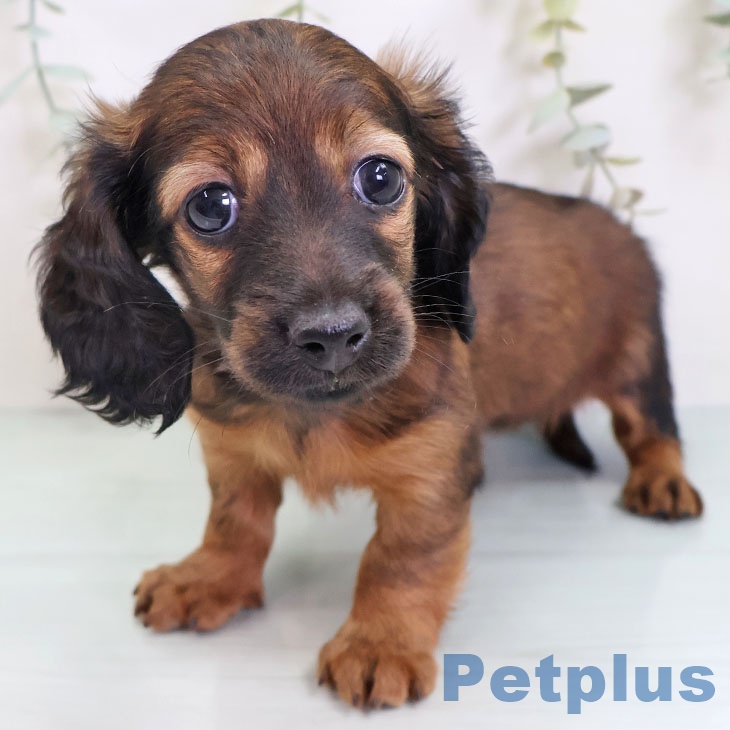 カニーンヘン・ダックスフンド