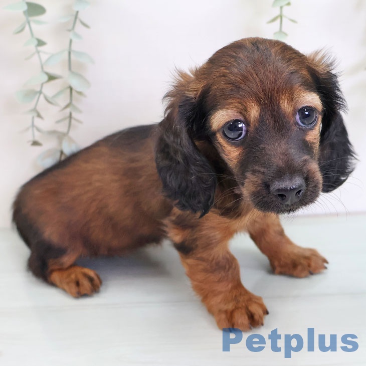 カニーンヘン・ダックスフンドの写真2