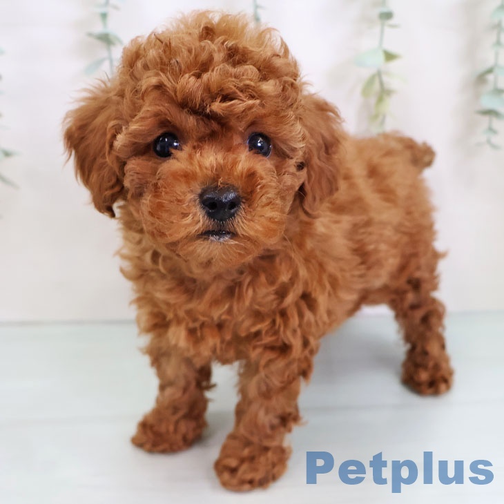 三重県のトイプードル(トイ) (ペットプラス 津南店/2025年8月28日生まれ/男の子/レッド)の子犬の1枚目の画像