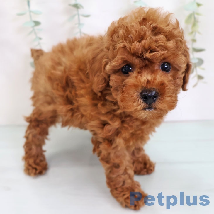 三重県のトイプードル(トイ) (ペットプラス 津南店/2025年8月28日生まれ/男の子/レッド)の子犬の2枚目の画像