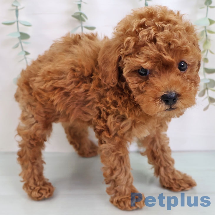 トイ・プードル