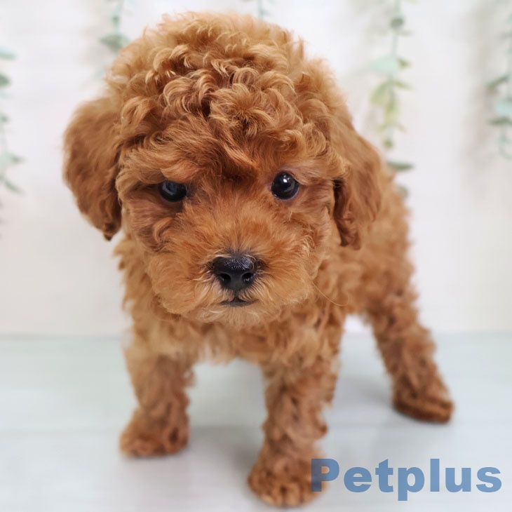 トイ・プードルの写真2