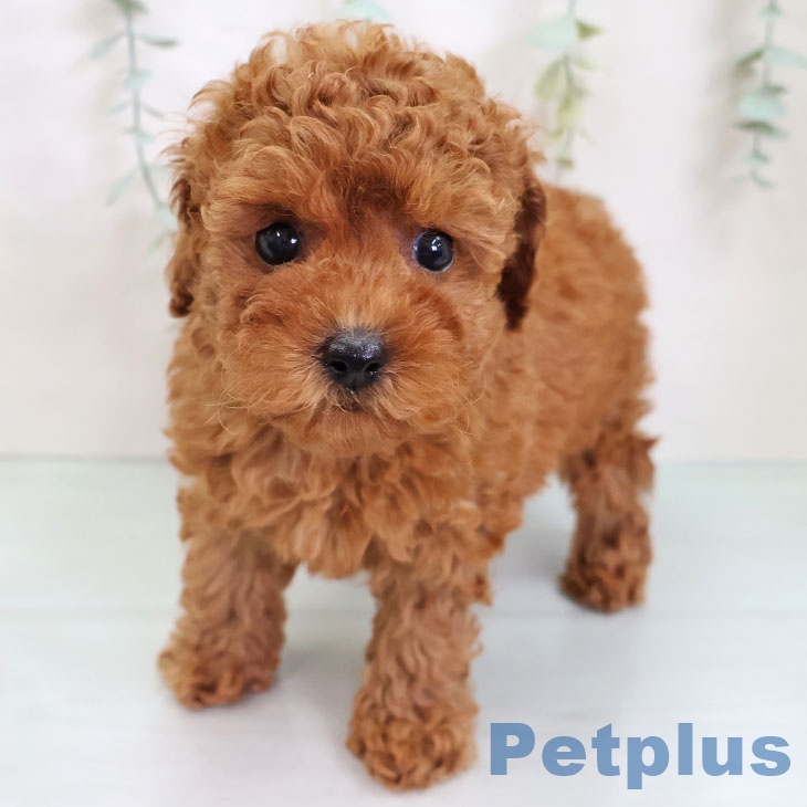 長崎県のトイプードル(トイ) (ペットプラス 長崎店/2025年8月28日生まれ/女の子/レッド)の子犬の2枚目の画像