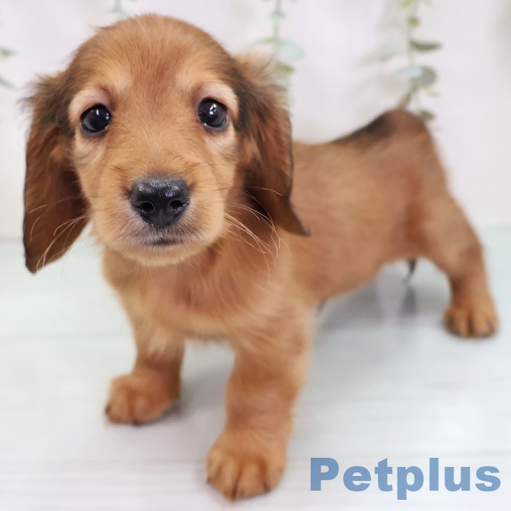 愛知県のミニチュアダックスフンド(ロング) (ペットプラス 豊田店/2025年8月27日生まれ/男の子/レッド)の子犬の1枚目の画像