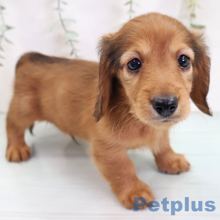 愛知県のミニチュアダックスフンド(ロング) (ペットプラス 豊田店/2025年8月27日生まれ/男の子/レッド)の子犬の2枚目の画像