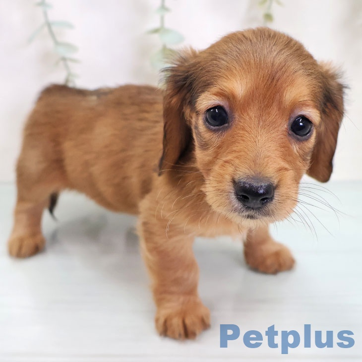 ミニチュア・ダックスフンド