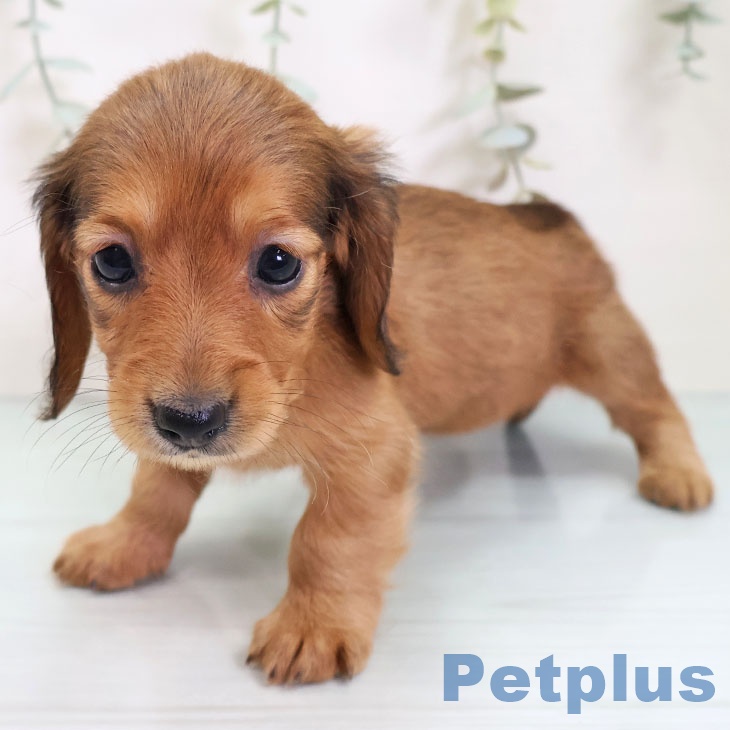 ミニチュア・ダックスフンドの写真2