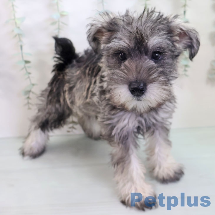 ミニチュア・シュナウザー