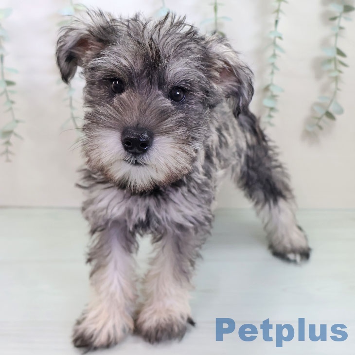 ミニチュア・シュナウザーの写真2