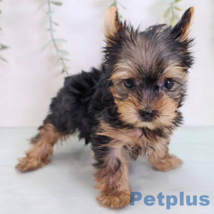 ヨークシャー・テリアの写真1