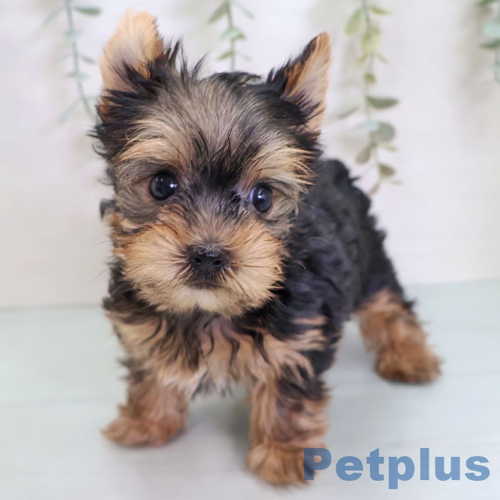 ヨークシャー・テリアの写真2