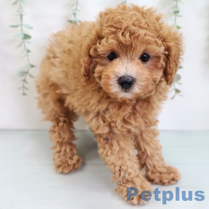 トイ・プードル