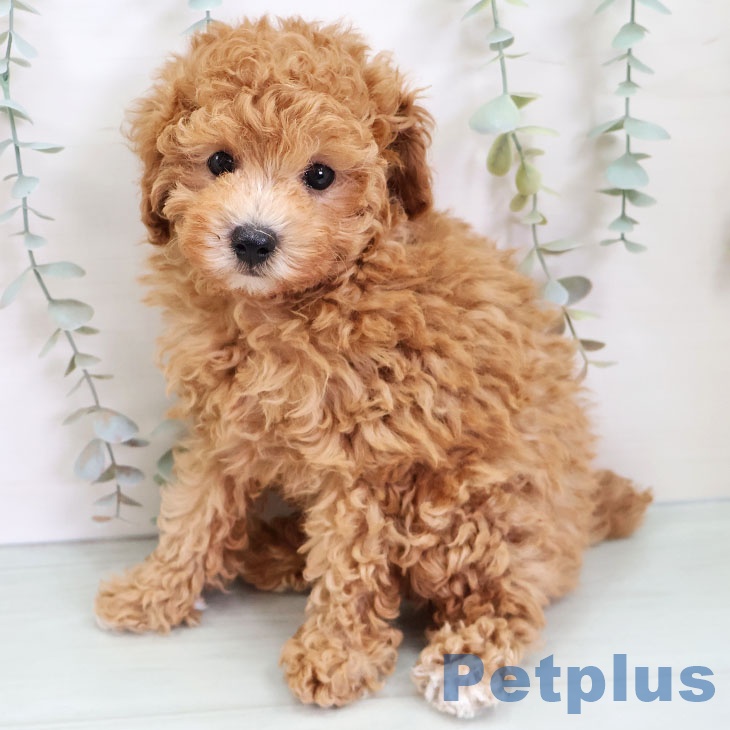 トイ・プードルの写真2