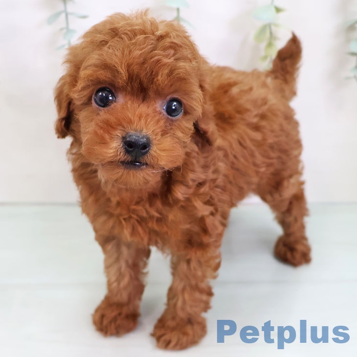 愛知県のトイプードル(トイ) (ペットプラス イオンモール長久手店/2025年8月27日生まれ/女の子/レッドフォーン)の子犬の1枚目の画像