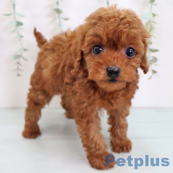 愛知県のトイプードル(トイ) (ペットプラス イオンモール長久手店/2025年8月27日生まれ/女の子/レッドフォーン)の子犬の2枚目の画像