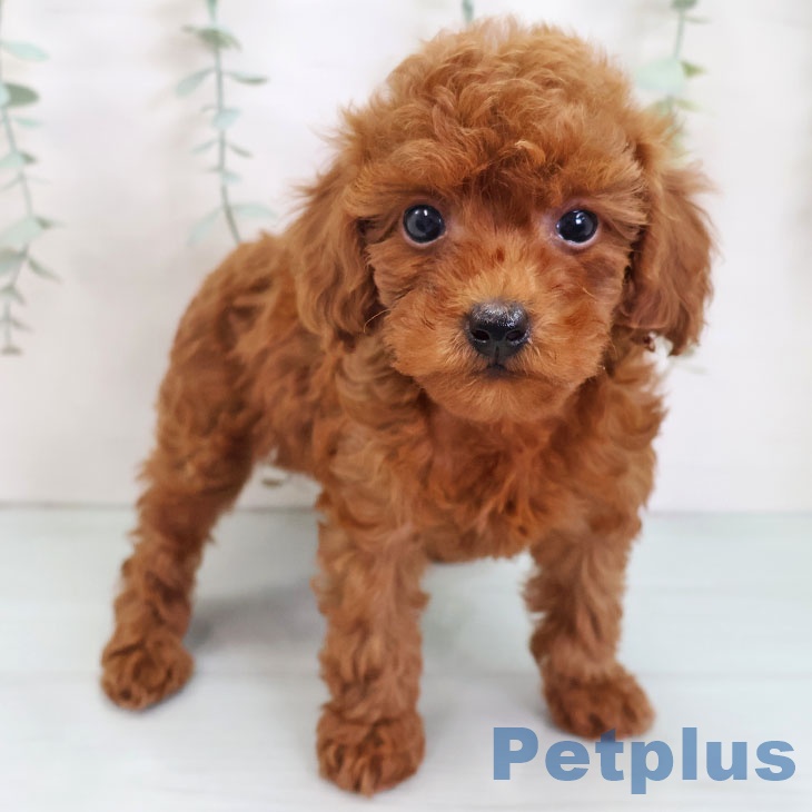 トイ・プードル