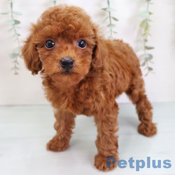 トイ・プードル