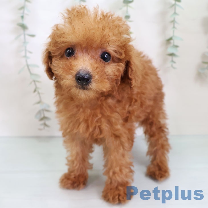 三重県のトイプードル(トイ) (ペットプラス 鈴鹿店/2025年8月26日生まれ/男の子/レッドフォーン)の子犬の1枚目の画像