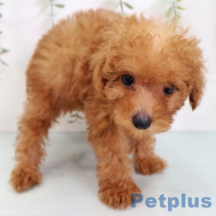 三重県のトイプードル(トイ) (ペットプラス 鈴鹿店/2025年8月26日生まれ/男の子/レッドフォーン)の子犬の2枚目の画像