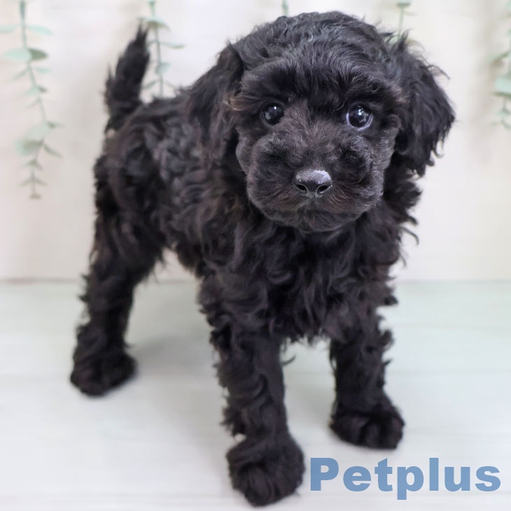福島県のトイプードル(トイ) (ペットプラス 福島店/2025年8月28日生まれ/男の子/ブラック)の子犬の1枚目の画像
