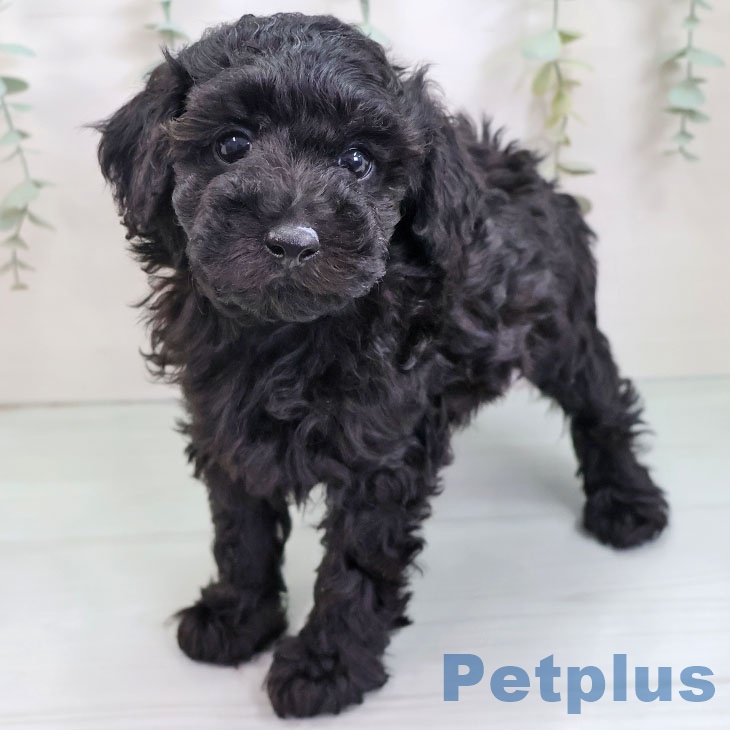 福島県のトイプードル(トイ) (ペットプラス 福島店/2025年8月28日生まれ/男の子/ブラック)の子犬の2枚目の画像